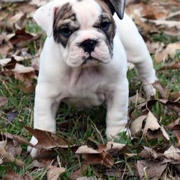 Bulldog Puppies from Jodi's Bulldogs