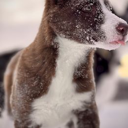 #4 - GIRL - Border Collie puppy from MOR. Caliber Border Collies