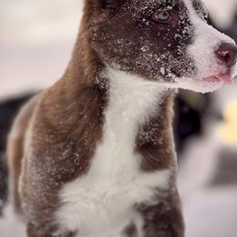 #4 - GIRL - Border Collie puppy from MOR. Caliber Border Collies