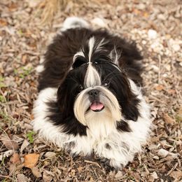 Shih Tzu Puppies from The Shih Tzu Life