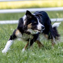 Ryn - Border Collie