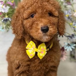 Frida - Red  female Goldendoodle puppy in Yuciapa, California from AlltheDoodlez_