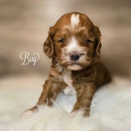 Boy - Buff and white male Cockapoo puppy in Fort Worth, Texas from Southern Belle Doodles