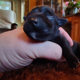 Boy 4 - Black Miniature Schnauzer puppy in Blackville, South Carolina from KS Kennels