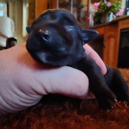 Boy 4 - Black Miniature Schnauzer puppy in Blackville, South Carolina from KS Kennels
