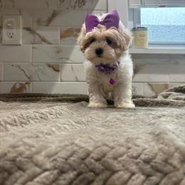 Athena - Parti female Maltipoo puppy in Delran, New Jersey from HMH’s Maltipoos & Cavaliers