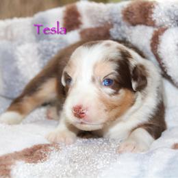Tesla - Red merle female Australian Shepherd puppy in Coldwater, Michigan from Northern Star Australian Shepherds