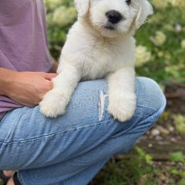 CRESCENT - Gray and white female Old English Sheepdog puppy in Bristol, Indiana from Ridgeruns OES