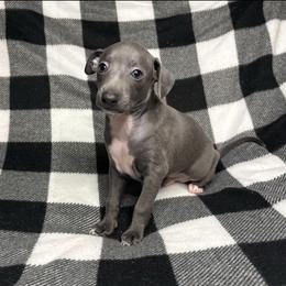 Sterling - Blue male Italian Greyhound puppy in Haywood, Kentucky from Kentucky Greyhounds