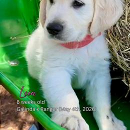 Leia - Light golden female Golden Retriever puppy in Cashion, Oklahoma from Aurum Purus Golden Retrievers