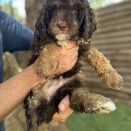 Goldendoodle Puppies from Simply Doodles Ojai