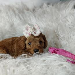 Apple OFA and CHIC sire - Red  female Poodle puppy in Westfield, North Carolina from Legacy Pets