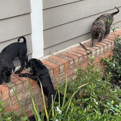 Vietnamese Phu Quoc Ridgeback Puppies from Phu Quoc Ridgebacks of Mississippi