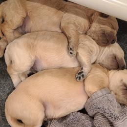 Goldendoodle Puppies from Pearl's Puppies LLC
