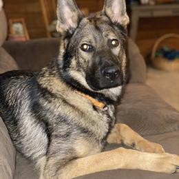 German Shepherd All Grown Up from Angel Oak German Shepherds