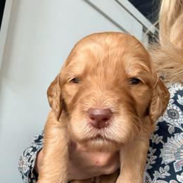 Nala - Apricot female Assorted Doodle Crosses puppy in Irmo, South Carolina from Kava Kennels