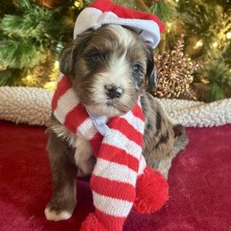 Boy 2 - Sable male Bernedoodle puppy in Royse City, Texas from Platinum Bernedoodles of Texas