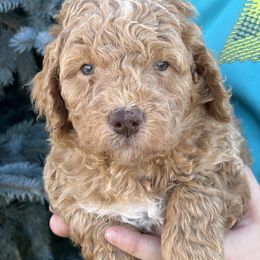 Princeton - Yellow and white male Bernedoodle puppy in Caldwell, Idaho from Treasure Valley Poodles