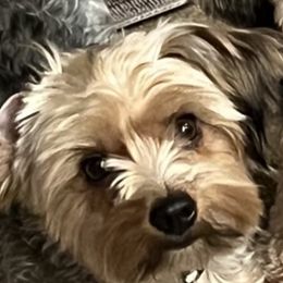 Mable - Yorkshire Terrier