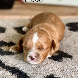 Pink - Red female Cavapoo puppy in Coal City, Indiana from Wednesday & Co