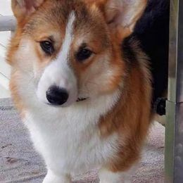 Pembroke Welsh Corgis from Deep Creeks Pembrokes
