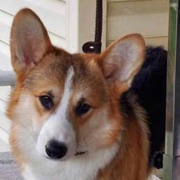 Pembroke Welsh Corgis from Deep Creeks Pembrokes