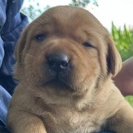 Teddy - Yellow male Labrador Retriever puppy in Alcester, South Dakota from R-Team