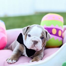 Bulldog and French Bulldog Puppies from Bully Life Farms