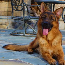 Gigor - Black and red German Shepherd puppy in Clifton, Virginia from Von Haus Wisen Baker German Shepherds