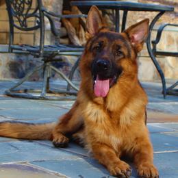 Gigor - Black and red German Shepherd puppy in Clifton, Virginia from Von Haus Wisen Baker German Shepherds