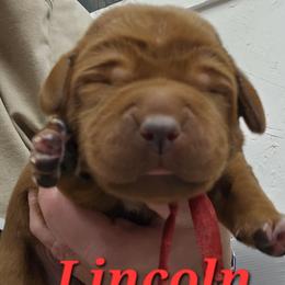Lincoln - Yellow male Labrador Retriever puppy in Sidney, Nebraska from Nebraska Strong Labradors