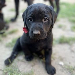 Labrador Retriever Puppies from Wings of Freedom Retrievers