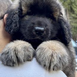 Leonberger Puppies from Tir na nOg Leonbergers