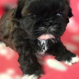 Ruby - Red and white female Shih Tzu puppy in Waynesboro, Pennsylvania from Big Win Shih Tzus