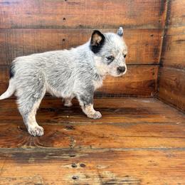 Girl 2 - Blue speckled female Australian Cattle Dog puppy in Mooresboro, North Carolina from Grog Creek Kennel