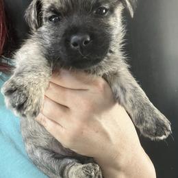 Shodu boy 4 - Gray brindle male Cairn Terrier puppy in Bigfork, Minnesota from Dachshunds Up North