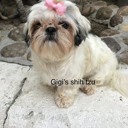 Snow - Shih Tzu