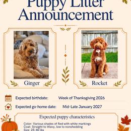 Goldendoodle puppies from Table Rock Legacy Doodles
