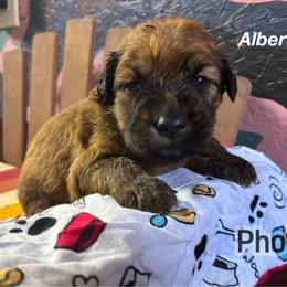 Albert - Wheaten male Soft Coated Wheaten Terrier puppy in Gladewater, Texas from Felicias Swheaties