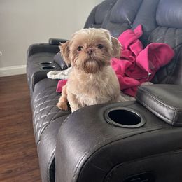 Pinky - Shih Tzu