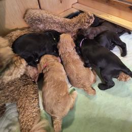 Australian Cobberdog Puppies from Lively Acres Cobberdogs