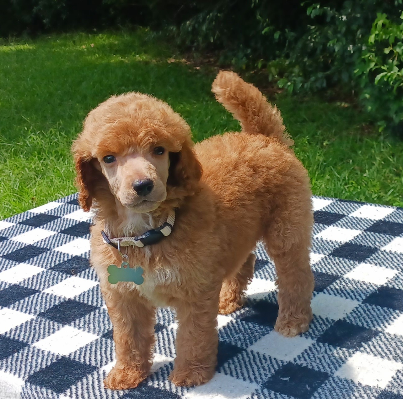 Dalmatian and Poodle Puppies from Reeves Family Standards