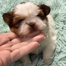 Girl 1 - Liver and white female Shih Tzu puppy in Berkeley Springs, West Virginia from Sandridge Shih Tzus