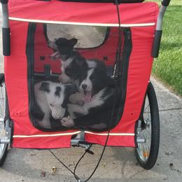 Border Collie Puppies from Borderline Kennels