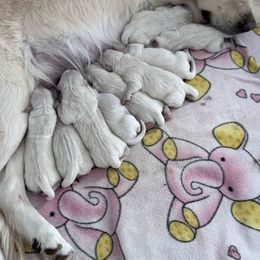 6th Pick Female - Light golden female Golden Retriever puppy in Sarasota, Florida from Platinum Paws Puppies