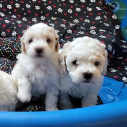 Poodles from Má Belle Petité Poodle Puppies