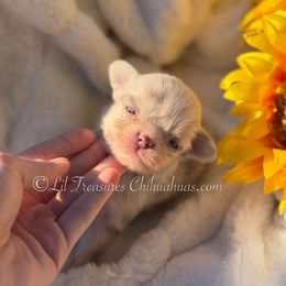 Pasta - Merle male Chihuahua puppy in Anderson, South Carolina from Lil Treasures Chihuahuas