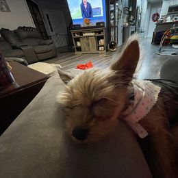 Pomeranian and Yorkshire Terrier Puppies from Mystic Sun Pomeranians