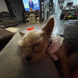 Pomeranian and Yorkshire Terrier Puppies from Mystic Sun Pomeranians