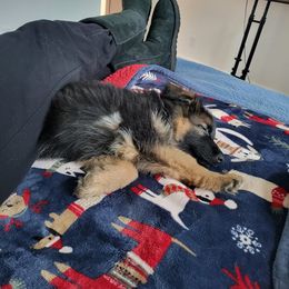 German Shepherd Puppies from Ewig Krieger Kennels